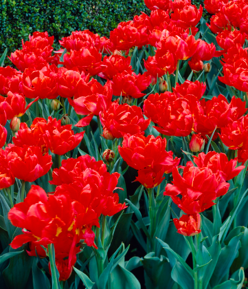 Tulip Viking Variety ( Whole tulip ) 3 bulbs