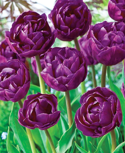 Tulip Backpacker Variety ( Whole tulip ) 3 bulbs