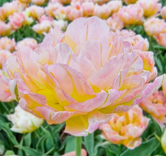 Tulip Password Variety ( Whole tulip ) 3 bulbs