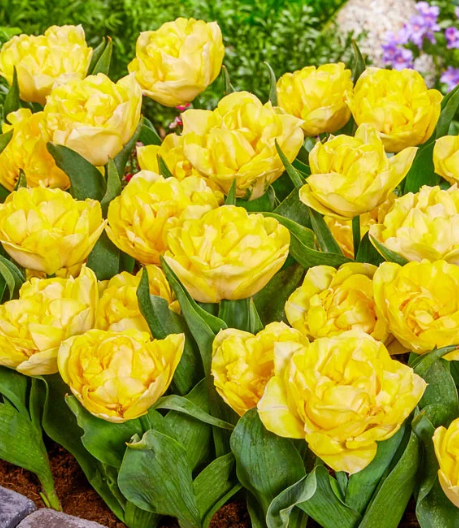 Tulip Secret Perfume Variety ( Whole tulip ) 3 bulbs