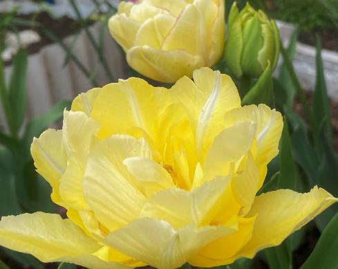 Tulip Marie Jo Variety ( Whole tulip ) 3 bulbs