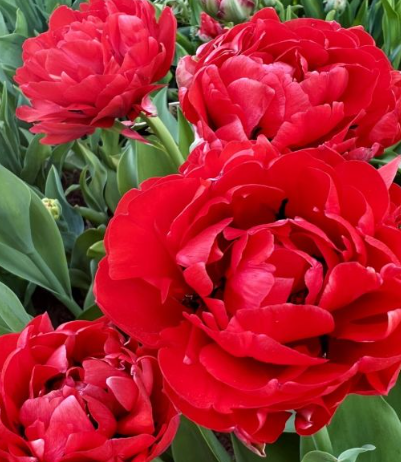 Tulip Bombastic Red Variety ( Whole tulip ) 3 bulbs