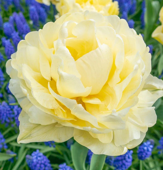 Tulip Avant Garde Variety ( Whole tulip ) 3 bulbs