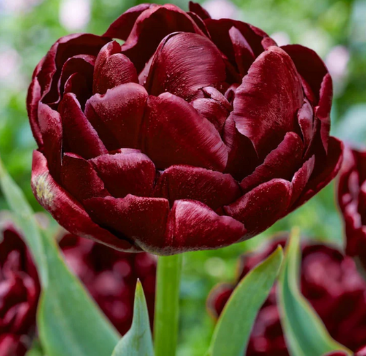 Tulip Roadstar Variety ( Whole tulip ) 3 bulbs