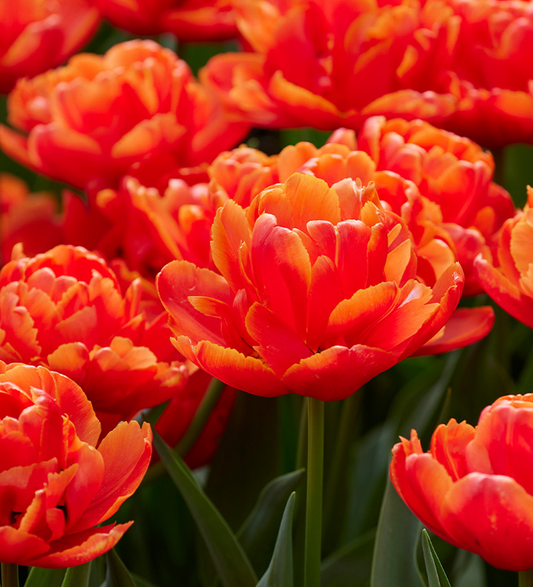 Tulip Icoon Variety ( Whole tulip ) 3 bulbs