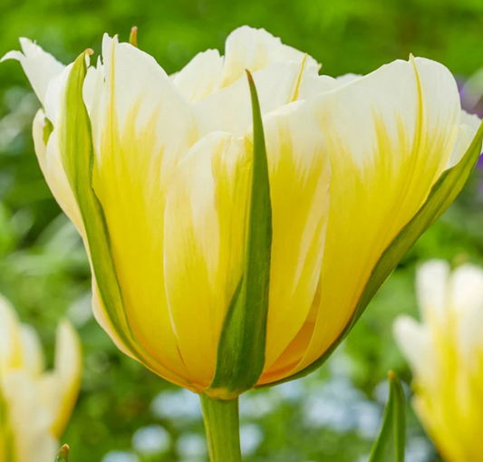 Tulip Sweet Valley Variety ( Whole tulip ) 3 bulbs