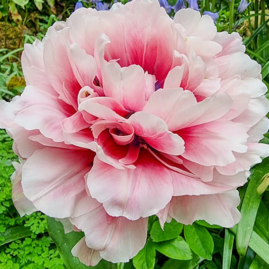 Tulip Love Whisper Variety ( Whole tulip ) 3 bulbs