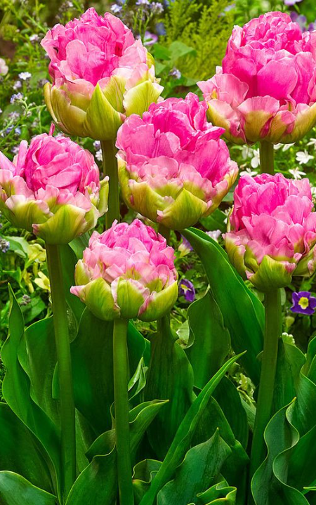 Tulip Double Arosa Variety ( Whole tulip ) 3 bulbs