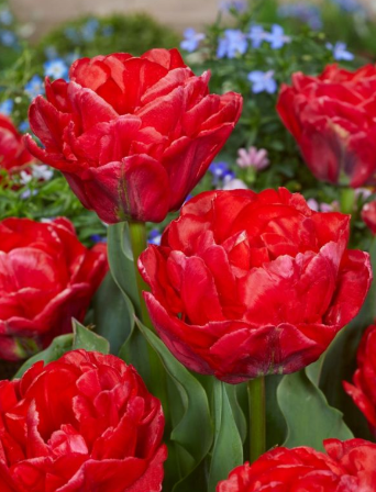 Tulip Rockabilly Variety ( Whole tulip ) 3 bulbs