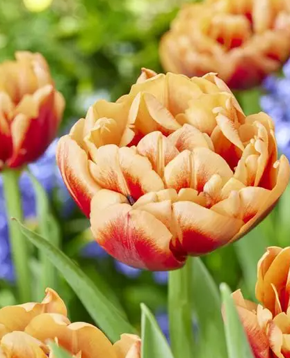 Tulip Congo Variety ( Whole tulip ) 3 bulbs