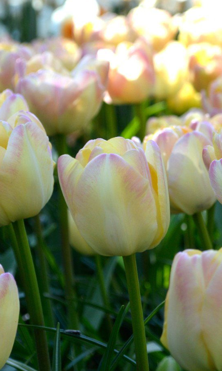 Tulip Montreux Variety ( Whole tulip ) 3 bulbs