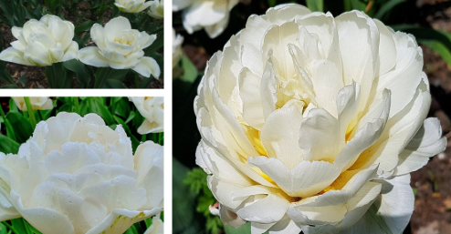Tulip Casablanca Variety ( Whole tulip ) 3 bulbs