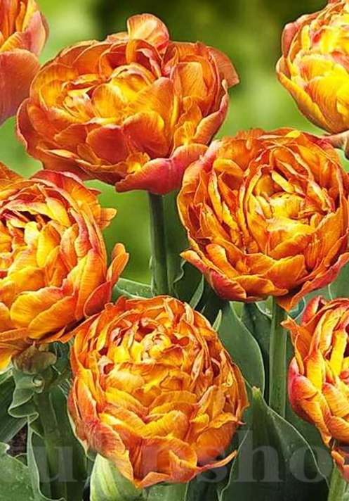 Tulip Garden Flevor Variety ( Whole tulip ) 3 bulbs