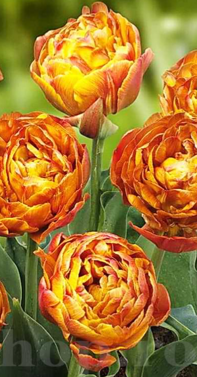 Tulip Garden Flevor Variety ( Whole tulip ) 3 bulbs
