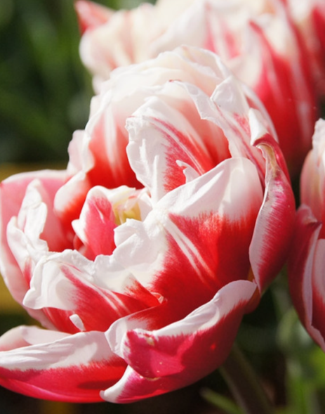 Tulip Wirosa Variety ( Whole tulip ) 3 bulbs
