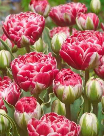 Tulip Dazzling Sensation Variety ( Whole tulip ) 3 bulbs
