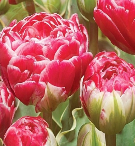 Tulip Dazzling Sensation Variety ( Whole tulip ) 3 bulbs