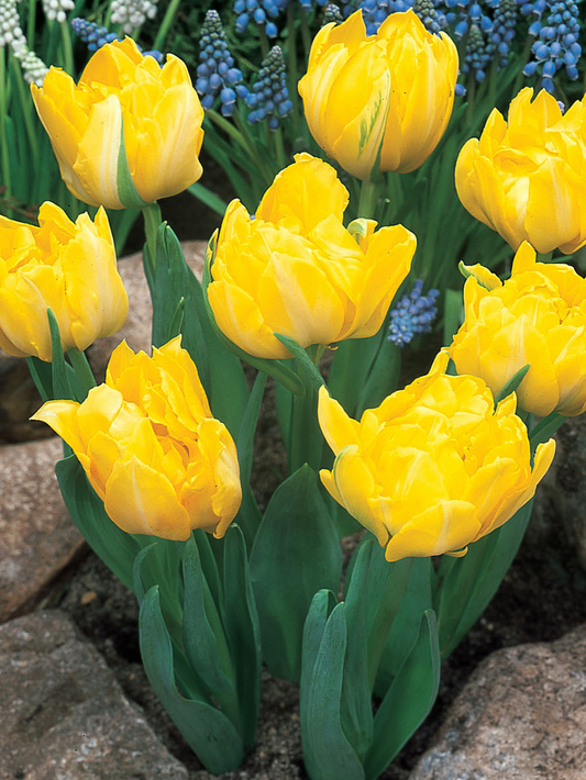 Tulip Monte Carlo Variety ( Whole tulip ) 3 bulbs