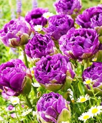 Tulip Exquisit Variety ( Whole tulip ) 3 bulbs
