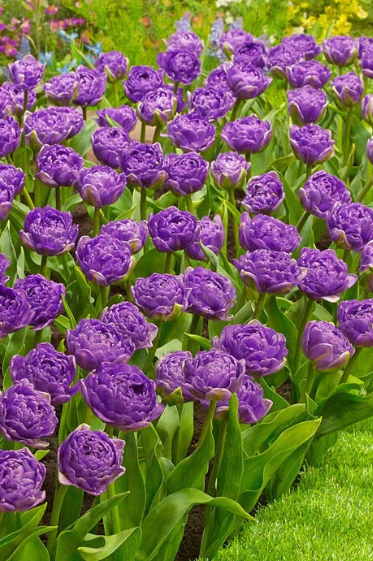 Tulip Double Flag Variety ( Whole tulip ) 3 bulbs