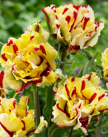 Tulip Double Flaming Parrot Variety ( Whole tulip ) 3 bulbs