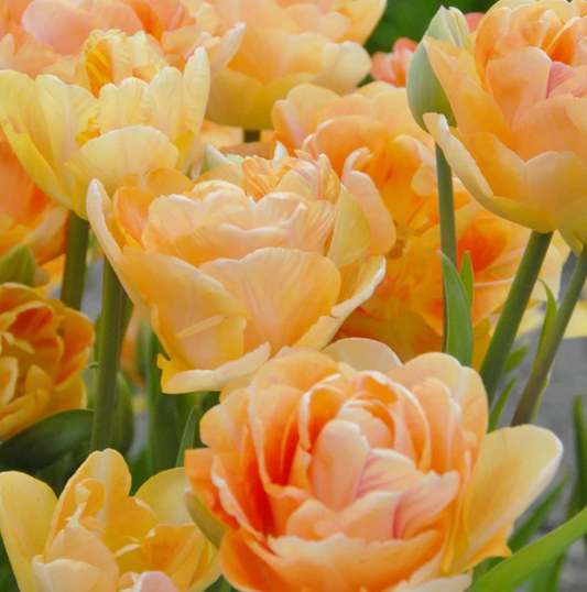 Tulip Charming Lady Variety ( Whole tulip ) 3 bulbs