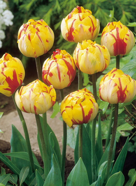 Tulip Golden Nizza Variety ( Whole tulip ) 3 bulbs