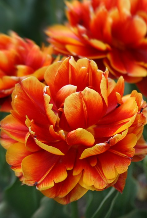 Tulip Allegretto Variety ( Whole tulip ) 3 bulbs