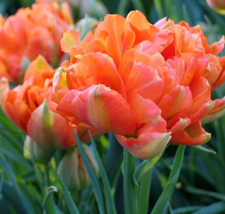 Tulip Monte Orange Variety ( Whole tulip ) 3 bulbs