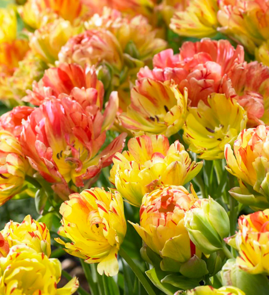 Tulip Fruit Cocktail Variety ( Whole tulip ) 3 bulbs