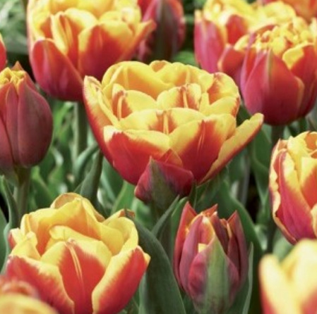 Tulip Double Focus Variety ( Whole tulip ) 3 bulbs
