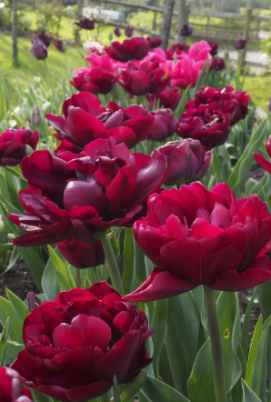 Tulip Antraciet Variety ( Whole tulip ) 3 bulbs