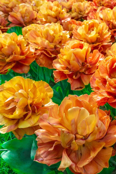 Tulip Valdivia Variety ( Whole tulip ) 3 bulbs