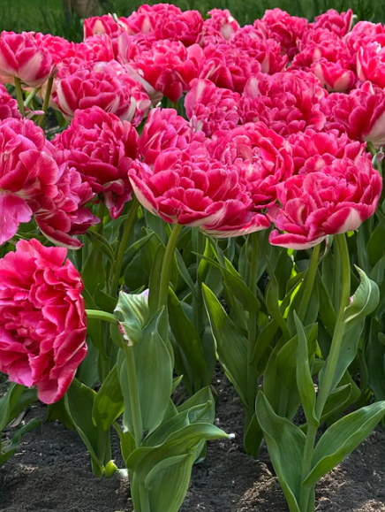 Tulip Marshmallow Variety ( Whole tulip ) 3 bulbs