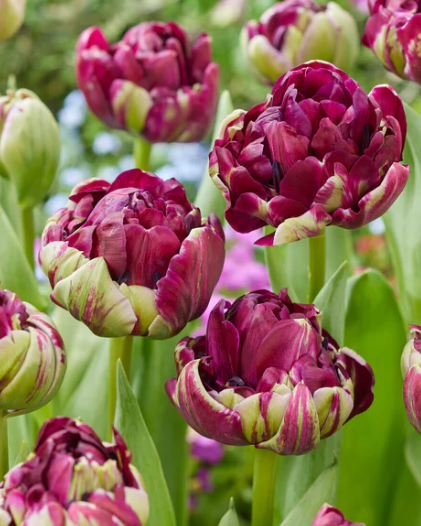 Tulip Mystery Dream Variety ( Whole tulip ) 3 bulbs
