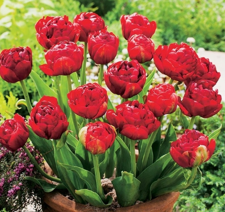 Tulip Red Baby Variety ( Whole tulip ) 3 bulbs
