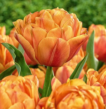 Tulip Freeman Variety ( Whole tulip ) 3 bulbs