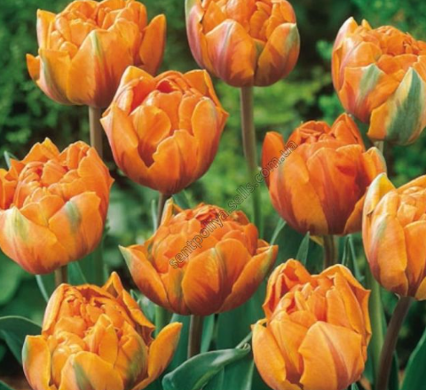 Tulip Freeman Variety ( Whole tulip ) 3 bulbs