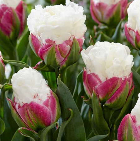 Tulip Ice Cream Variety ( Ice tulip ) 3 bulbs