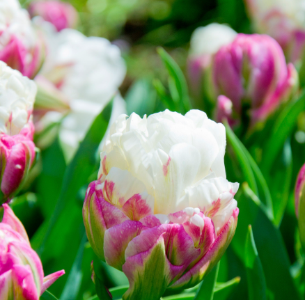 Tulip Ice Cream Variety ( Ice tulip ) 3 bulbs