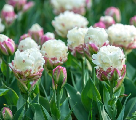 Tulip Ice Cream Variety ( Ice tulip ) 3 bulbs
