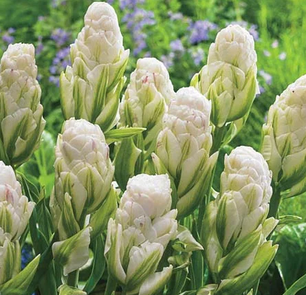 Tulip Harborlight Ice Variety ( Ice tulip ) 3 bulbs