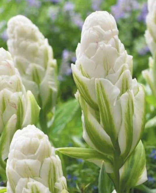 Tulip Harborlight Ice Variety ( Ice tulip ) 3 bulbs
