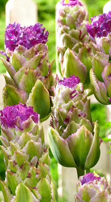 Tulip Purple Tower Ice Variety ( Ice tulip ) 3 bulbs