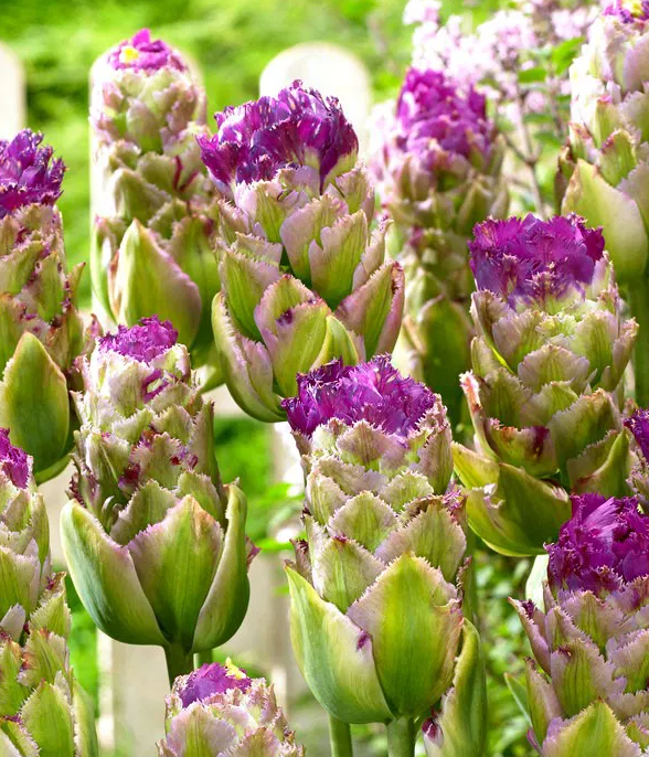 Tulip Purple Tower Ice Variety ( Ice tulip ) 3 bulbs