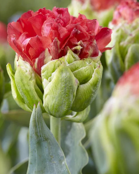 Tulip Bull's Eye Ice Variety ( Ice tulip ) 3 bulbs