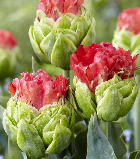 Tulip Bull's Eye Ice Variety ( Ice tulip ) 3 bulbs