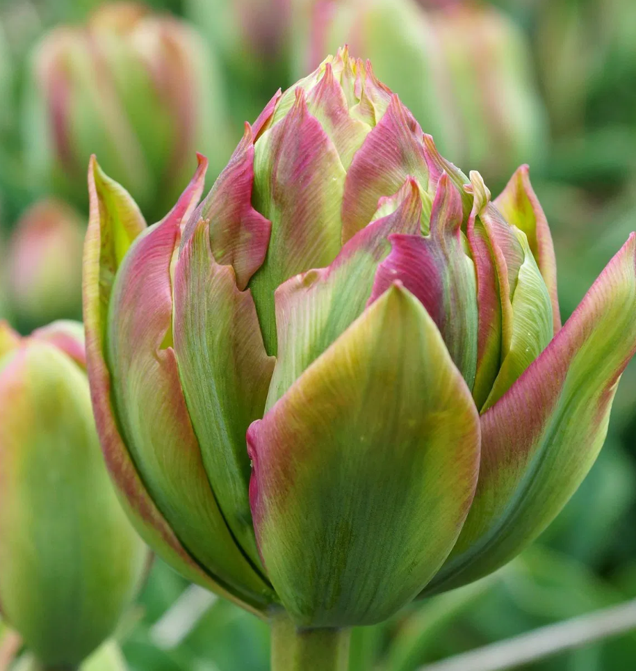 Tulip Boa Vista Variety ( Ice tulip ) 3 bulbs