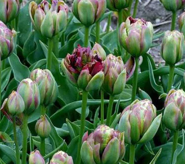 Tulip Boa Vista Variety ( Ice tulip ) 3 bulbs