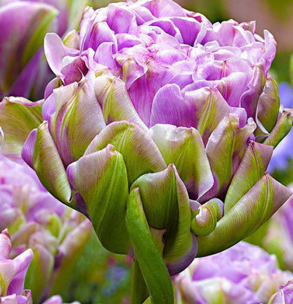 Tulip Violet Prana Variety ( Ice tulip ) 3 bulbs